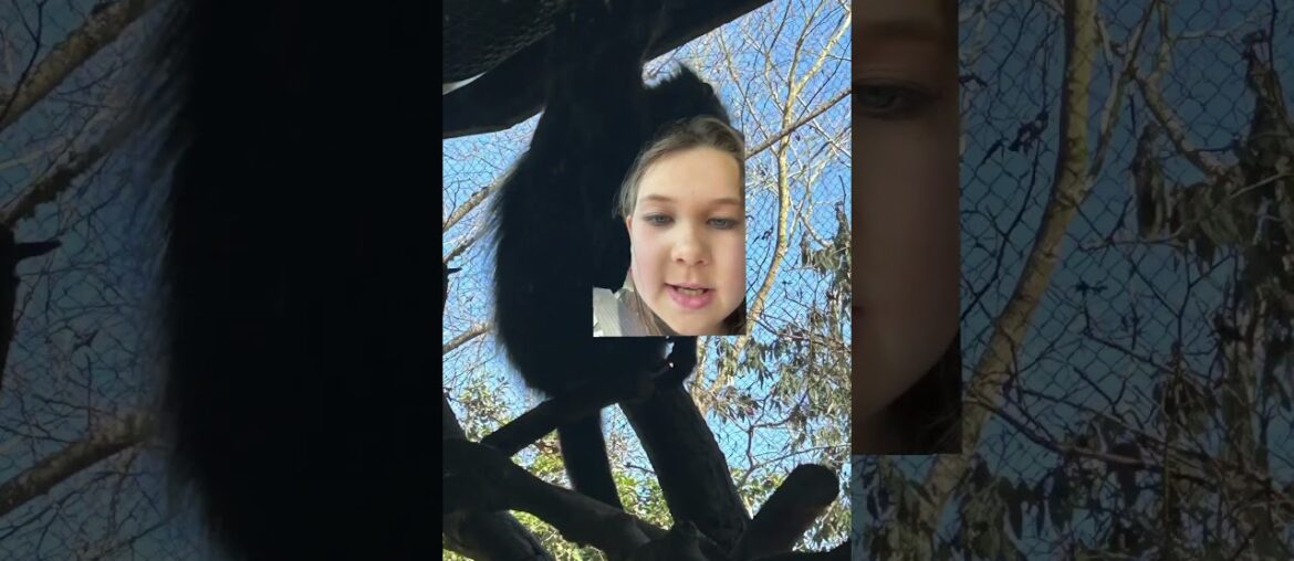 French wine monkey at Zoo