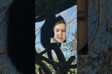 French wine monkey at Zoo