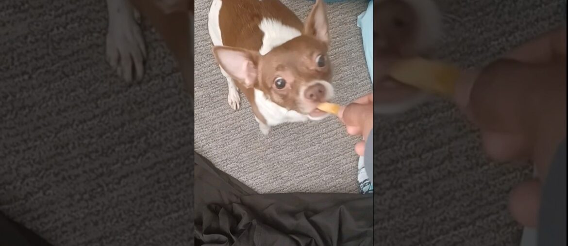 she likes French Fries #dog