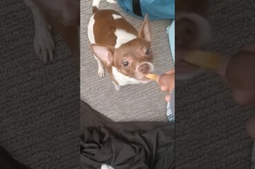 she likes French Fries #dog