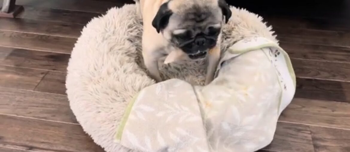 Lady McPloppins: Peanut Butter ASMR