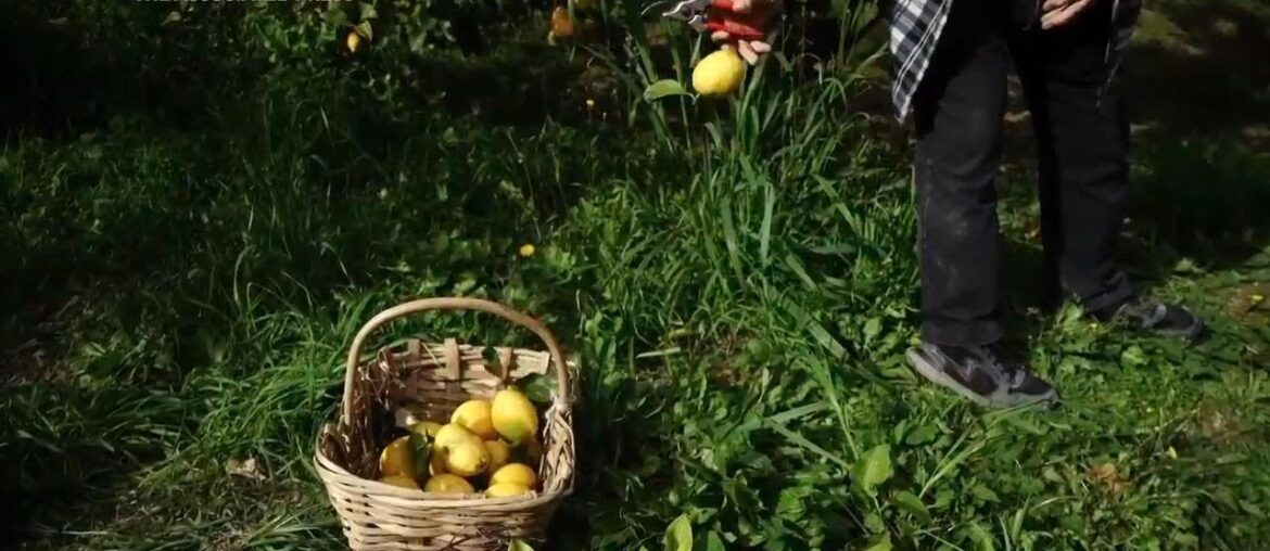 Development and climate change cause an uncertain future for the prized Menton lemon Development and climate change cause an uncertain future for the prized Menton lemon