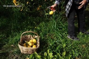 Development and climate change cause an uncertain future for the prized Menton lemon