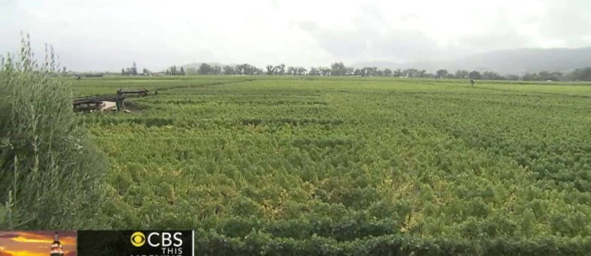 Is American wine better than French wine?