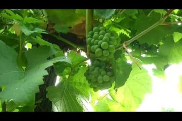 French wine production could hit 'historic low' after April's cold spell