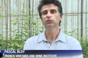 French wine under threat from climate change