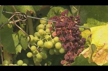 French wine production plunges after bad weather