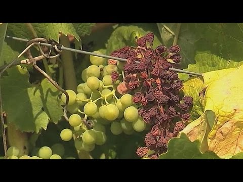 French wine production plunges after bad weather French wine production plunges after bad weather