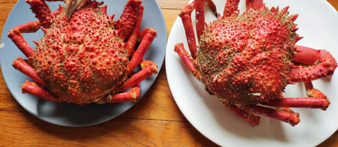 Les araignées qu’on aime!!!