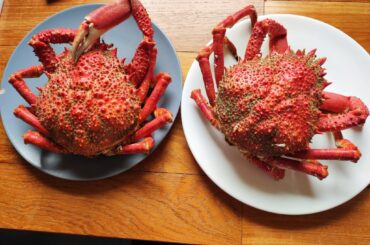 Les araignées qu’on aime!!!