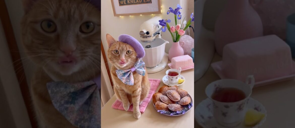I wish you love (delicious French lavender madeleines made by a cat chef) I wish you love (delicious French lavender madeleines made by a cat chef)