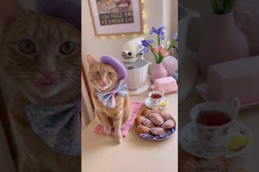 I wish you love (delicious French lavender madeleines made by a cat chef)