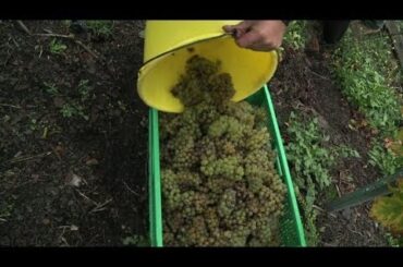 French industrial hotspot turned into wine-making haven