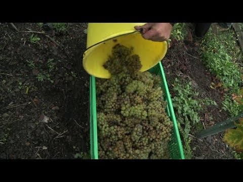 French industrial hotspot turned into wine-making haven French industrial hotspot turned into wine-making haven