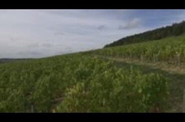 Effect of US wine tariffs on one French winemaker