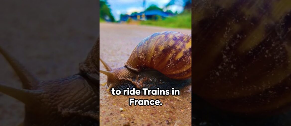 7  SURPRISING Facts about France. #shorts