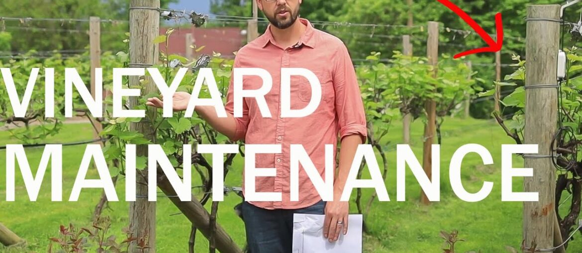 Backyard Vineyard - Annual Maintenance to Prevent Problems and Make Great Grapes