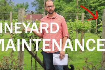 Backyard Vineyard - Annual Maintenance to Prevent Problems and Make Great Grapes
