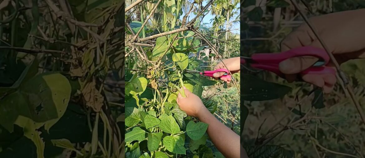 Harvesting French beans #vegetables #gardenfresh #satisfying