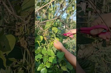 Harvesting French beans #vegetables #gardenfresh #satisfying