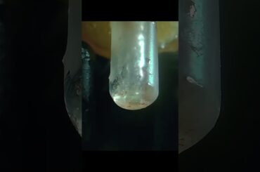 The Astonishing Oil Content of French Fries #shorts #frenchfries #health #junkfood #unknownfacts