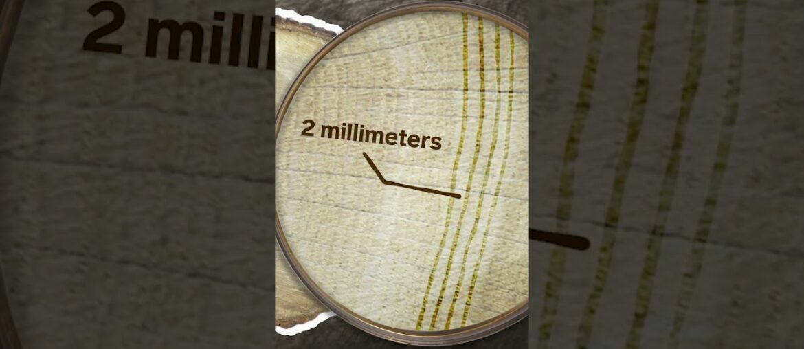 Why #luxury #winemakers are willing to pay up to $50,000 for these oak barrels. #Wine