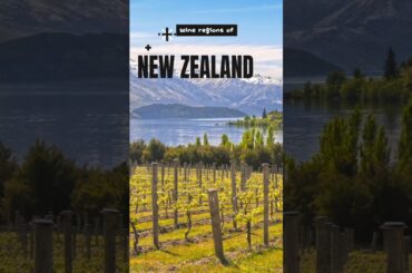 Wine Regions in Newzealand  #waiter #shorts #short #yt #wine #trending #newzealand  #winery #viral