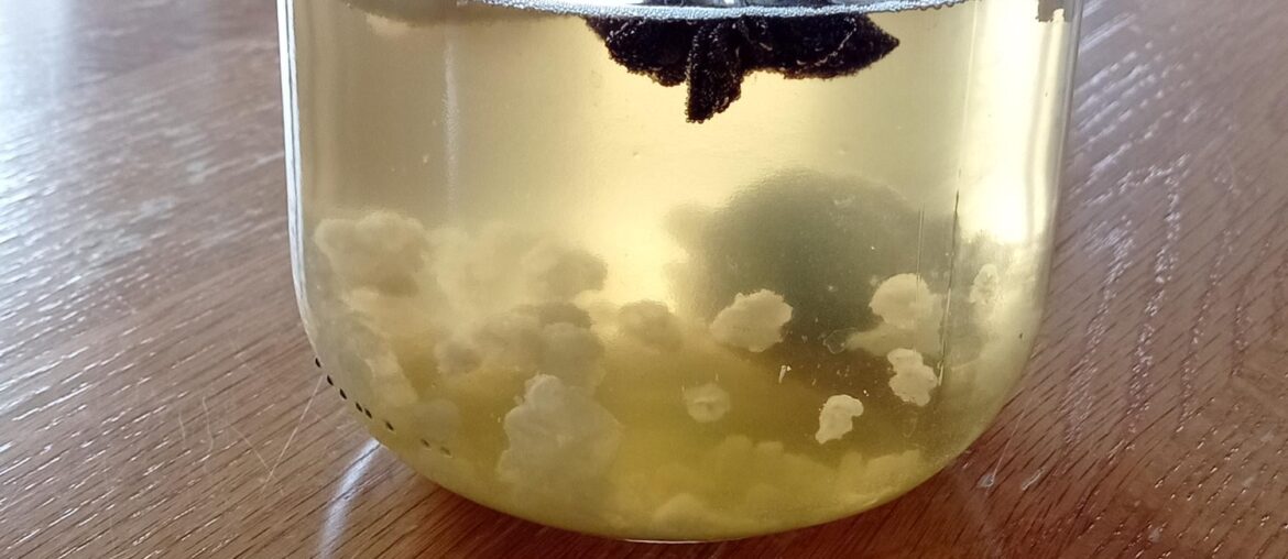 Kéfir anis gingembre