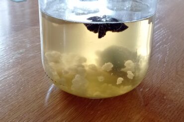 Kéfir anis gingembre