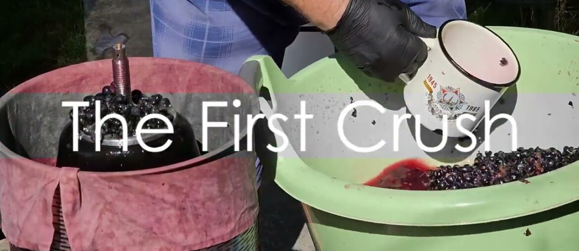 Uncorking Secrets: Amazing facts on  Red Wine!#facts #factsvideo #youtube #youtubechannel#wine