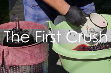 Uncorking Secrets: Amazing facts on  Red Wine!#facts #factsvideo #youtube #youtubechannel#wine