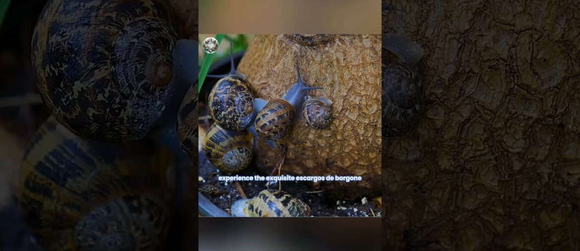 “Top 10 Restaurants & Delicacies in France” #FrenchCuisine Details are available in the long video "Top 10 Restaurants & Delicacies in France" #FrenchCuisine Details are available in the long video