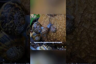 "Top 10 Restaurants & Delicacies in France" #FrenchCuisine  Details are available in the long video