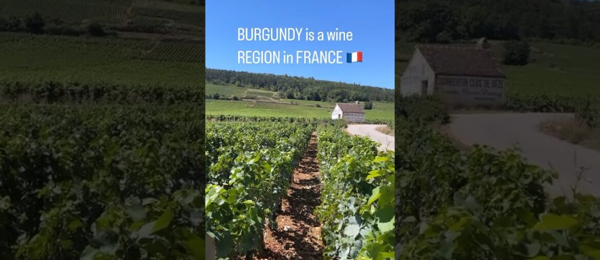 LET’S TALK ABOUT PINOT NOIR! #wine #sommelier #pinotnoir #france LET’S TALK ABOUT PINOT NOIR! #wine #sommelier #pinotnoir #france
