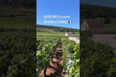 LET’S TALK ABOUT PINOT NOIR! #wine #sommelier #pinotnoir #france