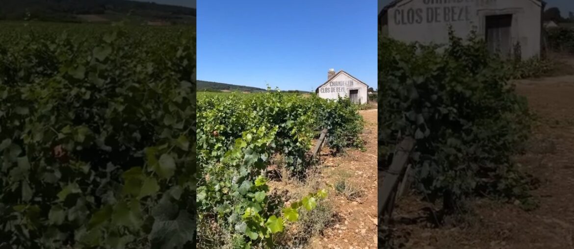 WINE FIELD TRIP TO BURGUNDY, FRANCE! #wine #winetasting #winestudent #sommelier #france