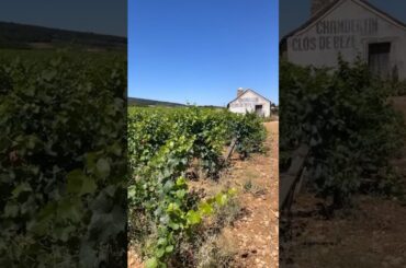 WINE FIELD TRIP TO BURGUNDY, FRANCE! #wine #winetasting #winestudent #sommelier #france