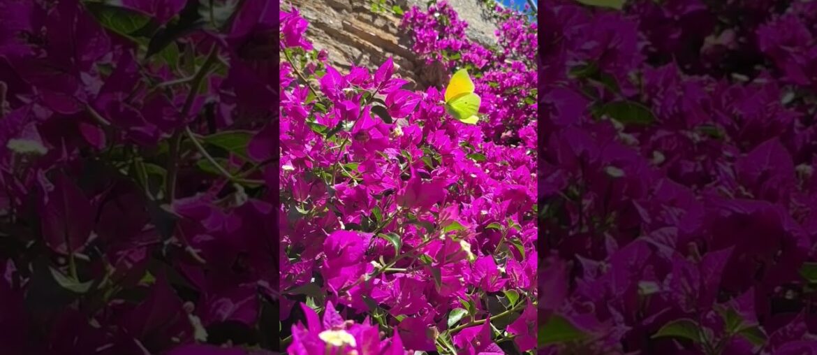 Bormes les Mimosas, Var