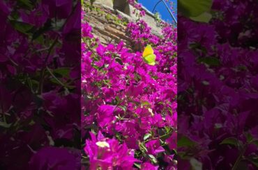 Bormes les Mimosas, Var