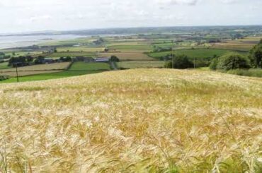 Voice.club - Fiction - Golden Harvest - by Julian Kern