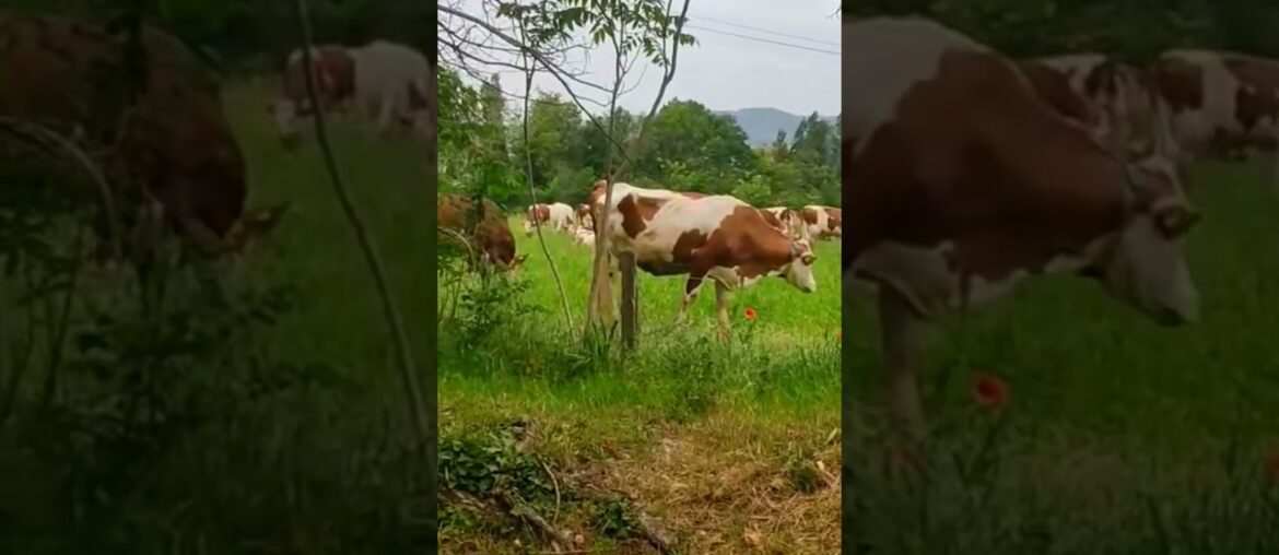 living in a country side #nature #naturelovers #france #beautiful #countryside #goodvibes #wow