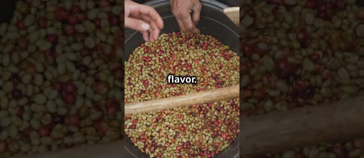 Unveiling Ethiopia's Coffee Gem #coffee #coffeelovers #coffeebeans #coffeetasting #frenchpress