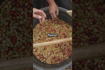 Unveiling Ethiopia's Coffee Gem #coffee #coffeelovers #coffeebeans #coffeetasting #frenchpress