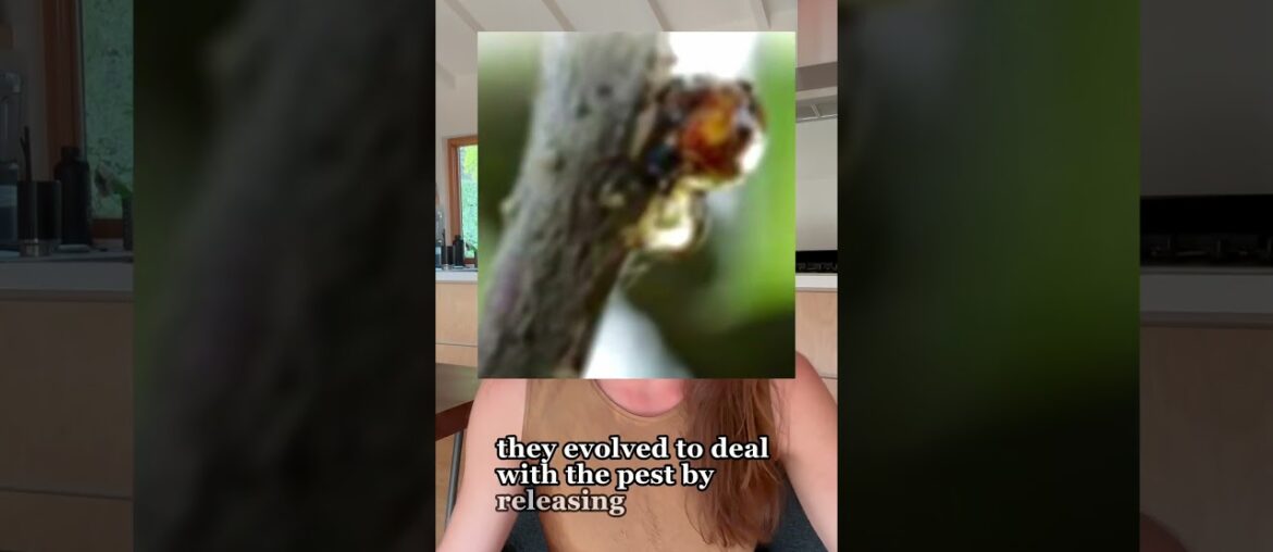 How wine’s “Black Plague” almost killed wine as we know it! #wine #wineblogger #history #shorts How wine’s “Black Plague” almost killed wine as we know it! #wine #wineblogger #history #shorts