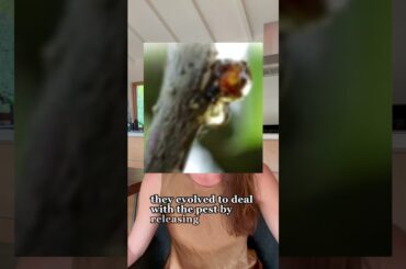 How wine’s “Black Plague” almost killed wine as we know it! #wine #wineblogger #history #shorts