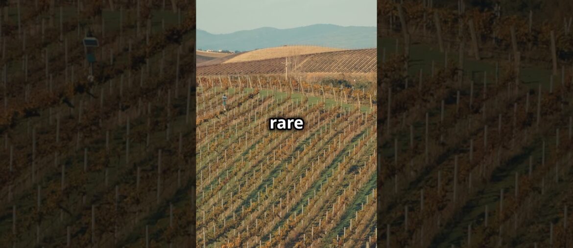 Top 5 Wines in the World! #shorts #lifestyle #wine #drink #cheers #top5 Top 5 Wines in the World! #shorts #lifestyle #wine #drink #cheers #top5