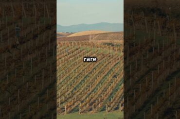 Top 5 Wines in the World! #shorts #lifestyle #wine #drink #cheers #top5