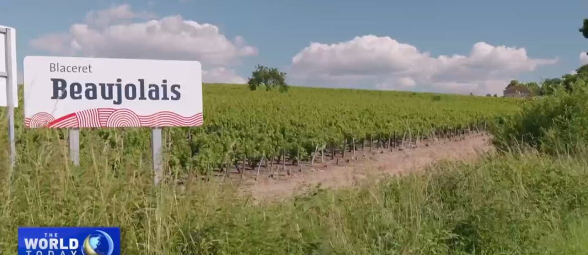 How French vineyards are dealing with climate change How French vineyards are dealing with climate change