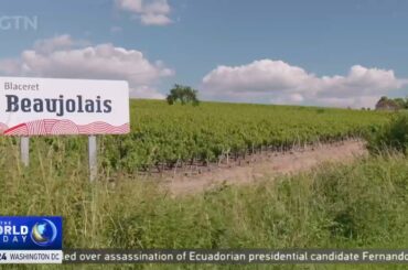 How French vineyards are dealing with climate change