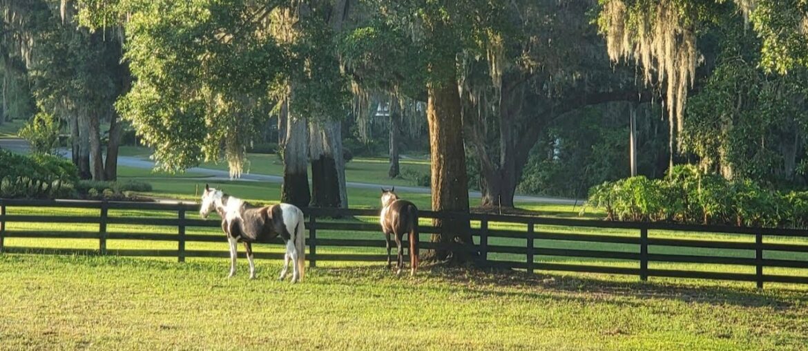 Turning Hawk Farm for Sale: 8355 Southeast 7th Avenue Road, Ocala, FL Turning Hawk Farm for Sale: 8355 Southeast 7th Avenue Road, Ocala, FL